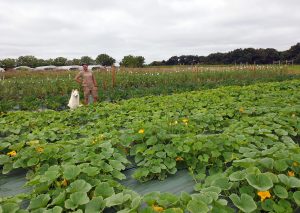 Champs de la Ferme est dans l'sac @ Lydia Labrue